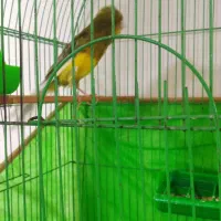 قناری سوپرنر