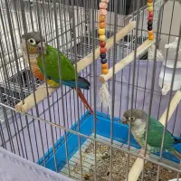 قناری سهره یاسمین گرینچیک قفس|پرنده|تهران, گرگان|دیوار