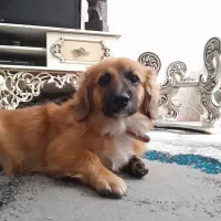 سگ پامر با ژرمن ورک|سگ|قرچک, پویینک|دیوار