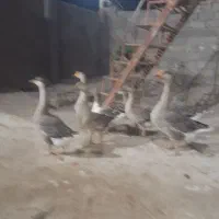 قوغاز چند عدد