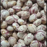 لوبیا چیتی سرحد تمیز درشت