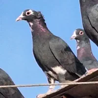 ماده پلنگ