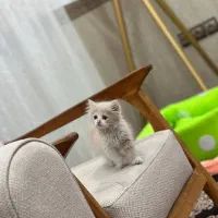 گربه|گربه|بانه, |دیوار