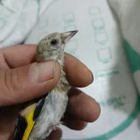 دوتا سهره سبیل زده قیمت دونی ۱۵۰۰