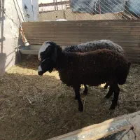 بره شال قوچی