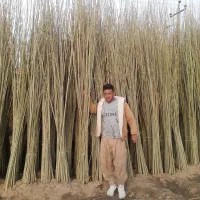 نهـالهـای پیـوندی واصـلاح شده شهــر نهال