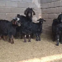 بز داشتی|حیوانات مزرعه|قم, پردیسان|دیوار