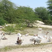 قاز|پرنده|سعدآباد, |دیوار