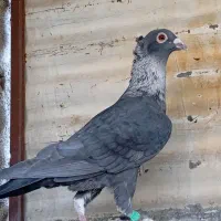 موشی نقره ای کاکلی طوق سفید گرگاتی