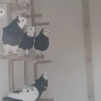 ۲۳ تا طوقی|پرنده|کشکوئیه, |دیوار