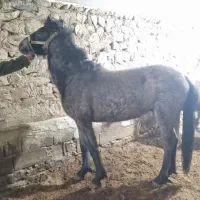 خریدوفروش پالونی