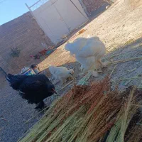 خروس برهما بلک و لایت غول پیکر|حیوانات مزرعه|میانه, |دیوار