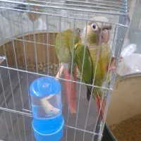 پرنده سرای امازون|پرنده|فولادشهر, سایت صنعتی کاوه|دیوار