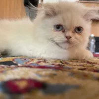 گربه پرشین