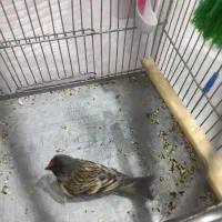 دوتا گلبسر گلدار|پرنده|بهار, |دیوار