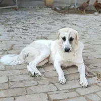 واگذاری سگ رایگان