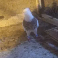 کبوتر|پرنده|شیراز, سعدیه جنوبی|دیوار