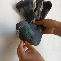 کفتر|پرنده|پرند, فاز ۶|دیوار