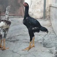 لاری اوشامو وارداتی|حیوانات مزرعه|شیراز, ده پیاله|دیوار