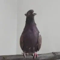 کبوتر سرخ نر