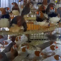 فنچ فائو اورنج تعداد|پرنده|اردبیل, |دیوار