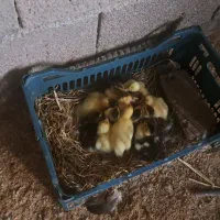 جوجه اردک به همراه مادر|حیوانات مزرعه|آمل, |دیوار