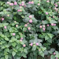 فروش گلهای بیرونی|گل و گیاه طبیعی|املش, |دیوار