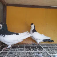 دو جفت کبوتر شهری ابپخش|پرنده|بوشهر, |دیوار