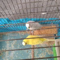 دوتا مرغ عشق باقفس|پرنده|دینور, |دیوار