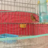 قناری ماده|پرنده|شیراز, کوشک میدان|دیوار