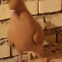 کبوتر|پرنده|خرمشهر, |دیوار