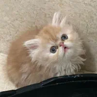 بچه گربه