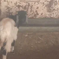 فروش و معاوضه یک راس بیگ و تیر بز|حیوانات مزرعه|اردل, |دیوار