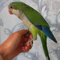 طوطی راهب و گرینچیک|پرنده|زنجان, |دیوار