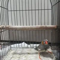 فنچ نر