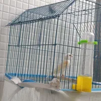 قناری ماده|پرنده|داراب, |دیوار