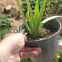 گیاهان مقاوم  زنبق  و دم عقربی