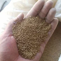 فروش بذر یونجه نیک شهری پایه بلند با کیفیت عالی،|عمده‌فروشی|بهبهان, |دیوار