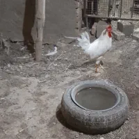خروس سفید