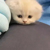 خاصترین گربه ایران-فوری|گربه|تهران, هروی|دیوار