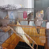 جوجه عروس هلندی