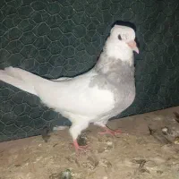 کبوتر|پرنده|لالی, |دیوار