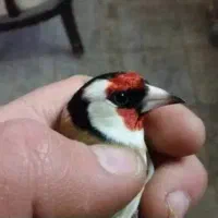 یک عددسهره نرسرسیاه به فروش میرسد