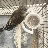 سهره قناری|پرنده|تهران, حکیمیه|دیوار