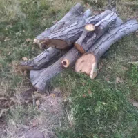 قطع درخت ، هرس درخت ، خرید چوب ،|خدمات باغبانی و درختکاری|مشهد, کوی دروی|دیوار