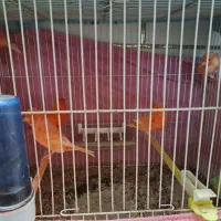 قناری رد فکتور|پرنده|بهبهان, |دیوار