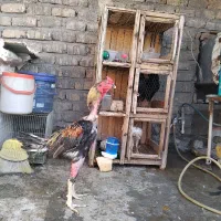 مرغ خروس لاری اصل سالم جوان|حیوانات مزرعه|قم, دورشهر|دیوار
