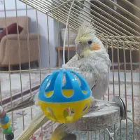 یک جفت عروس هلندی|پرنده|بجنورد, |دیوار