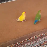 کوتوله بریزیلی نرو ماده|پرنده|قم, شهرک فاطمیه|دیوار