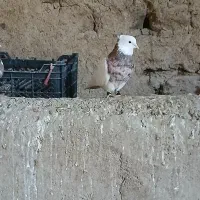 سلام‌.طوقی فروشی هفت‌رنگ‌..و زد پرتغالی|پرنده|آشخانه, |دیوار